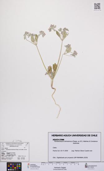 Homalocarpus dichotomus [Espécimen: UCH:AGUCH:0027966]