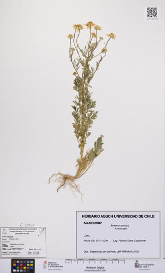 Anthemis cotula [Espécimen: UCH:AGUCH:0027967]