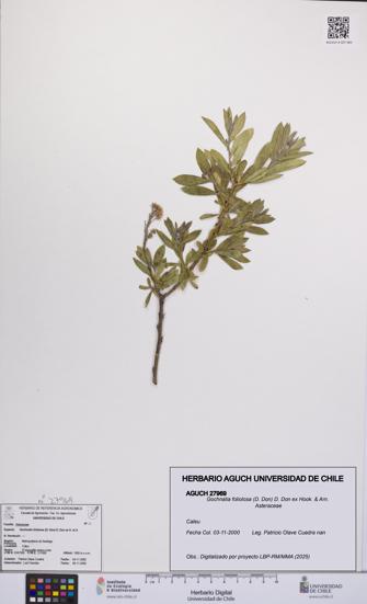 Gochnatia foliolosa [Espécimen: UCH:AGUCH:0027969]