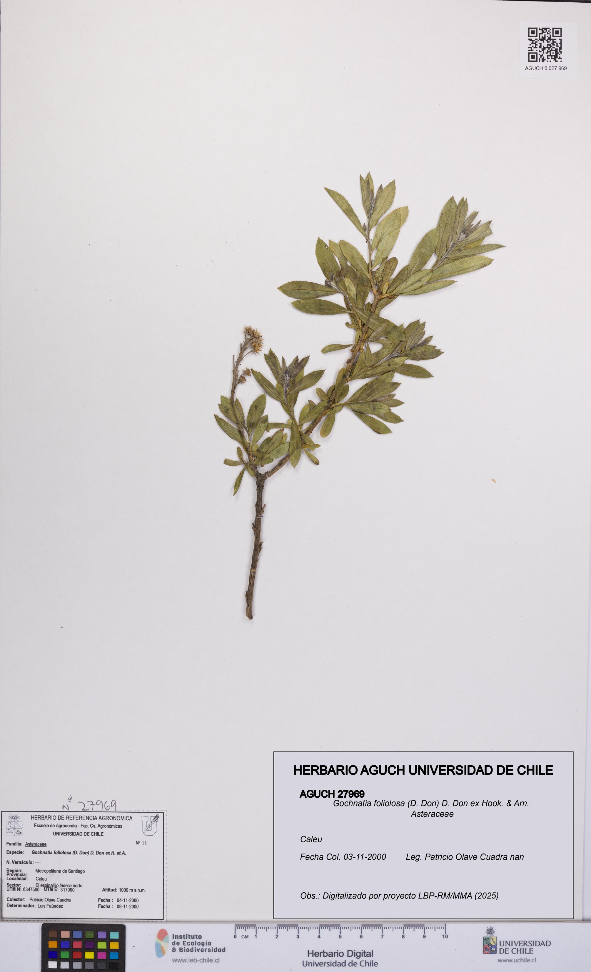 Gochnatia foliolosa [Espécimen: UCH:AGUCH:0027969]