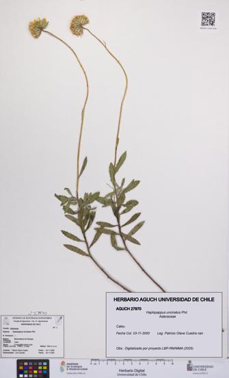 Haplopappus uncinatus [Espécimen: UCH:AGUCH:0027970]