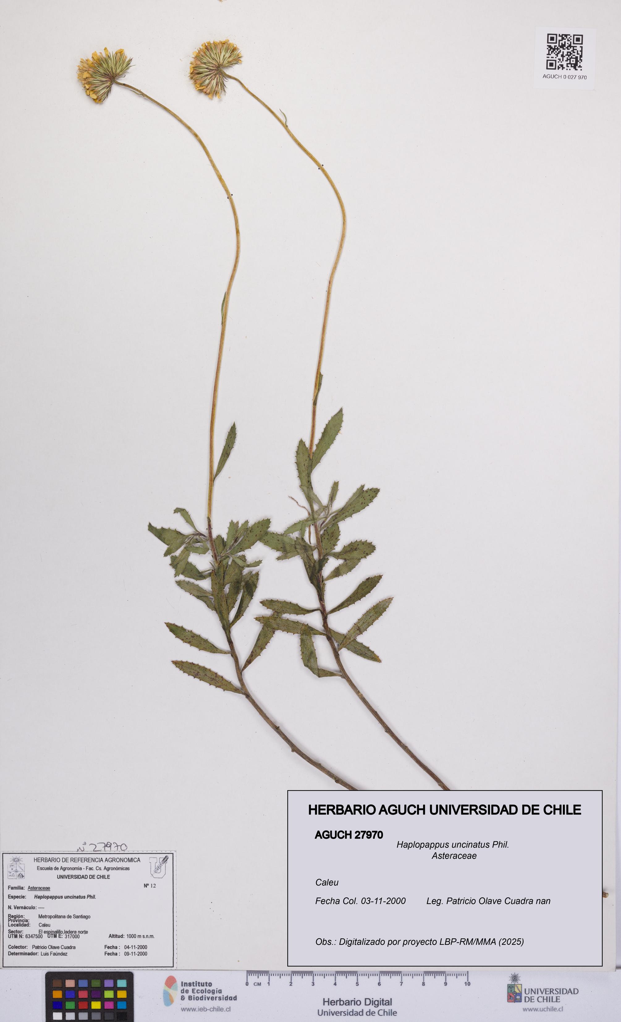 Haplopappus uncinatus [Espécimen: UCH:AGUCH:0027970]