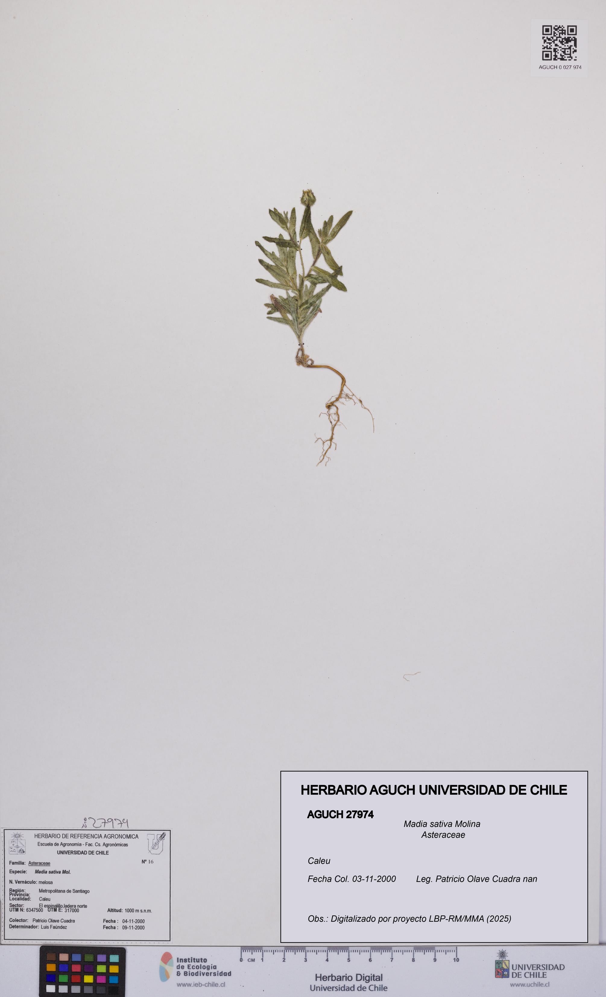 Madia sativa [Espécimen: UCH:AGUCH:0027974]