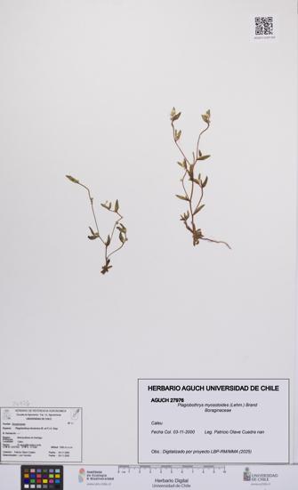 Plagiobothrys myosotoides [Espécimen: UCH:AGUCH:0027976]