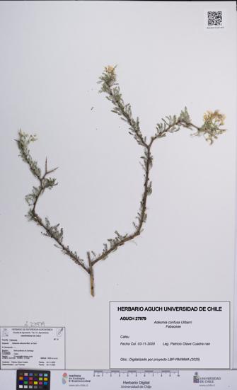 Adesmia confusa [Espécimen: UCH:AGUCH:0027979]