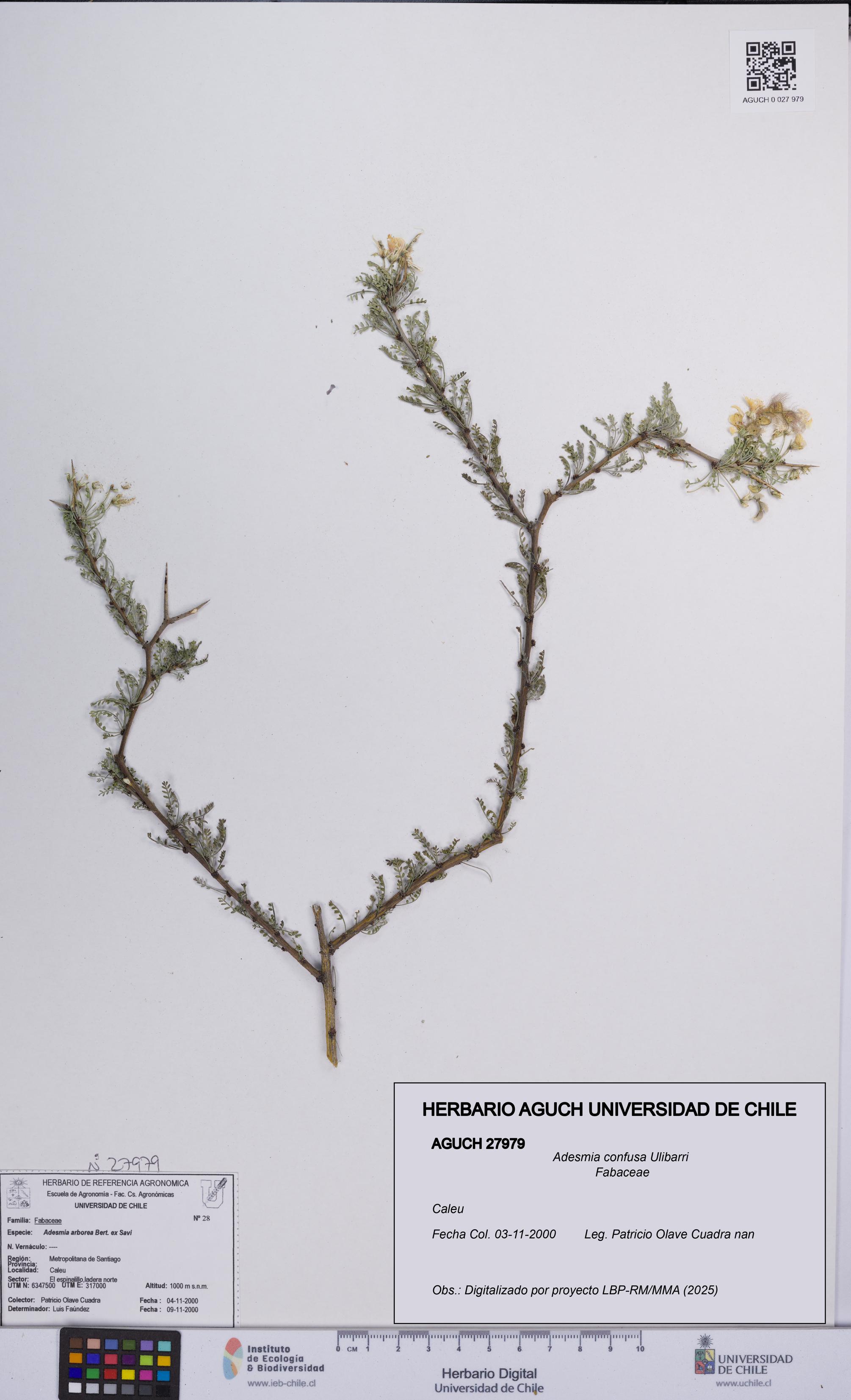 Adesmia confusa [Espécimen: UCH:AGUCH:0027979]