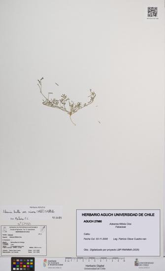 Adesmia filifolia [Espécimen: UCH:AGUCH:0027980]