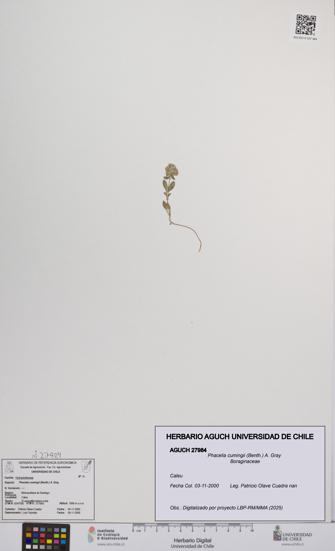 Phacelia cumingii [Espécimen: UCH:AGUCH:0027984]