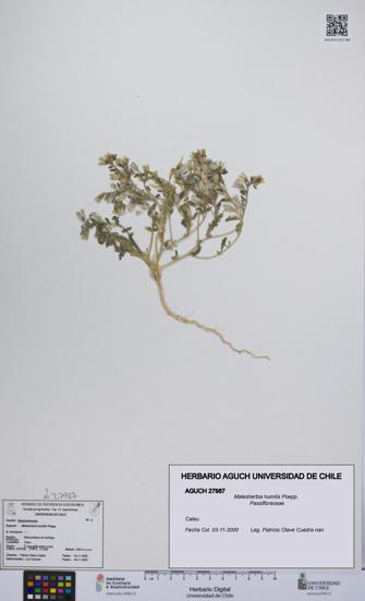 Malesherbia humilis [Espécimen: UCH:AGUCH:0027987]