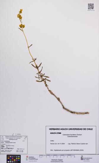 Calceolaria thyrsiflora [Espécimen: UCH:AGUCH:0027999]