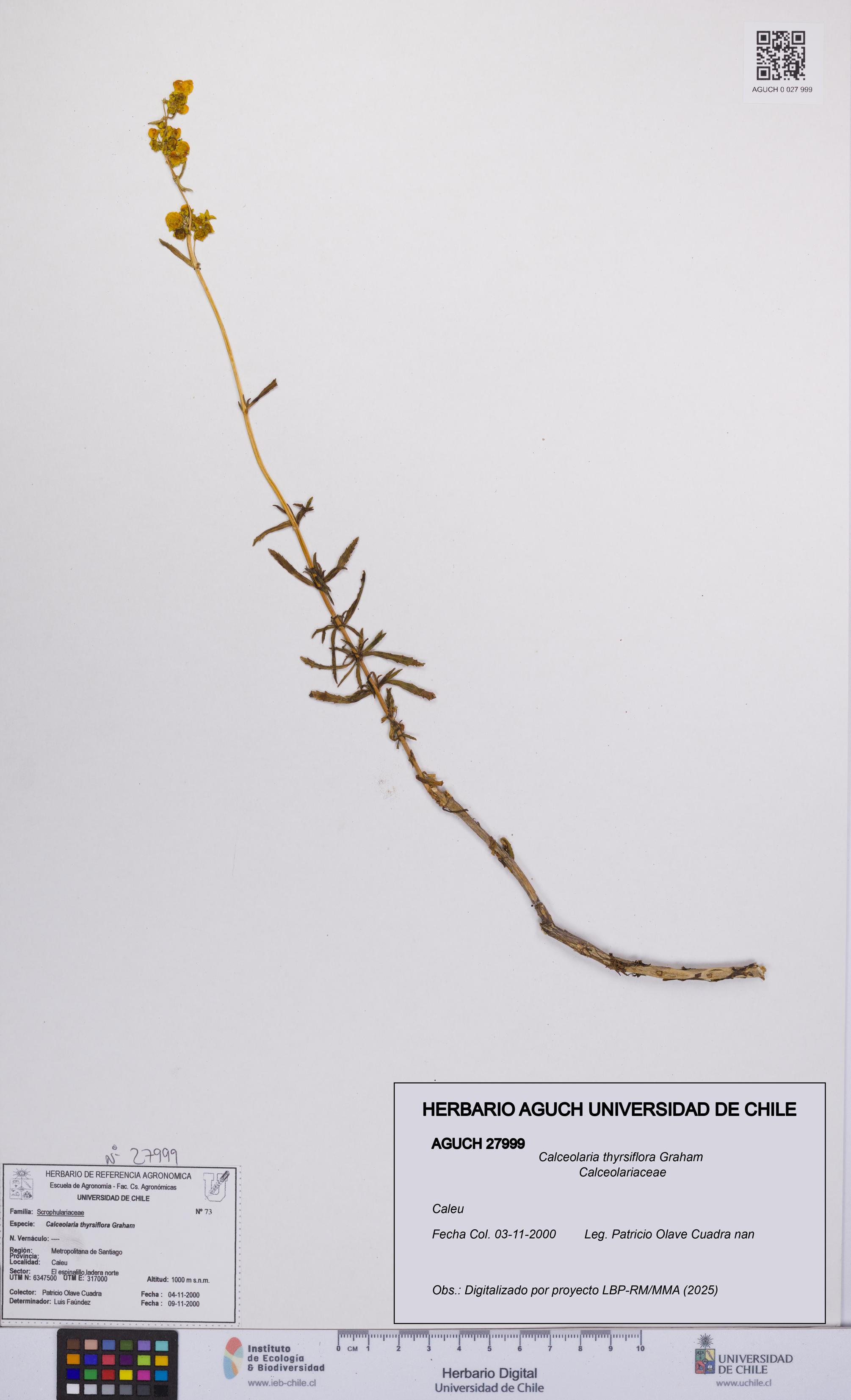 Calceolaria thyrsiflora [Espécimen: UCH:AGUCH:0027999]
