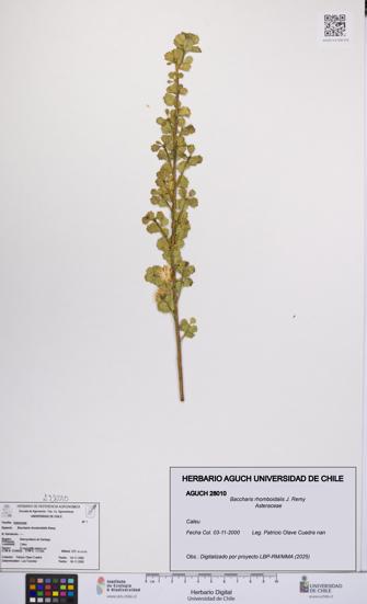 Baccharis rhomboidalis [Espécimen: UCH:AGUCH:0028010]