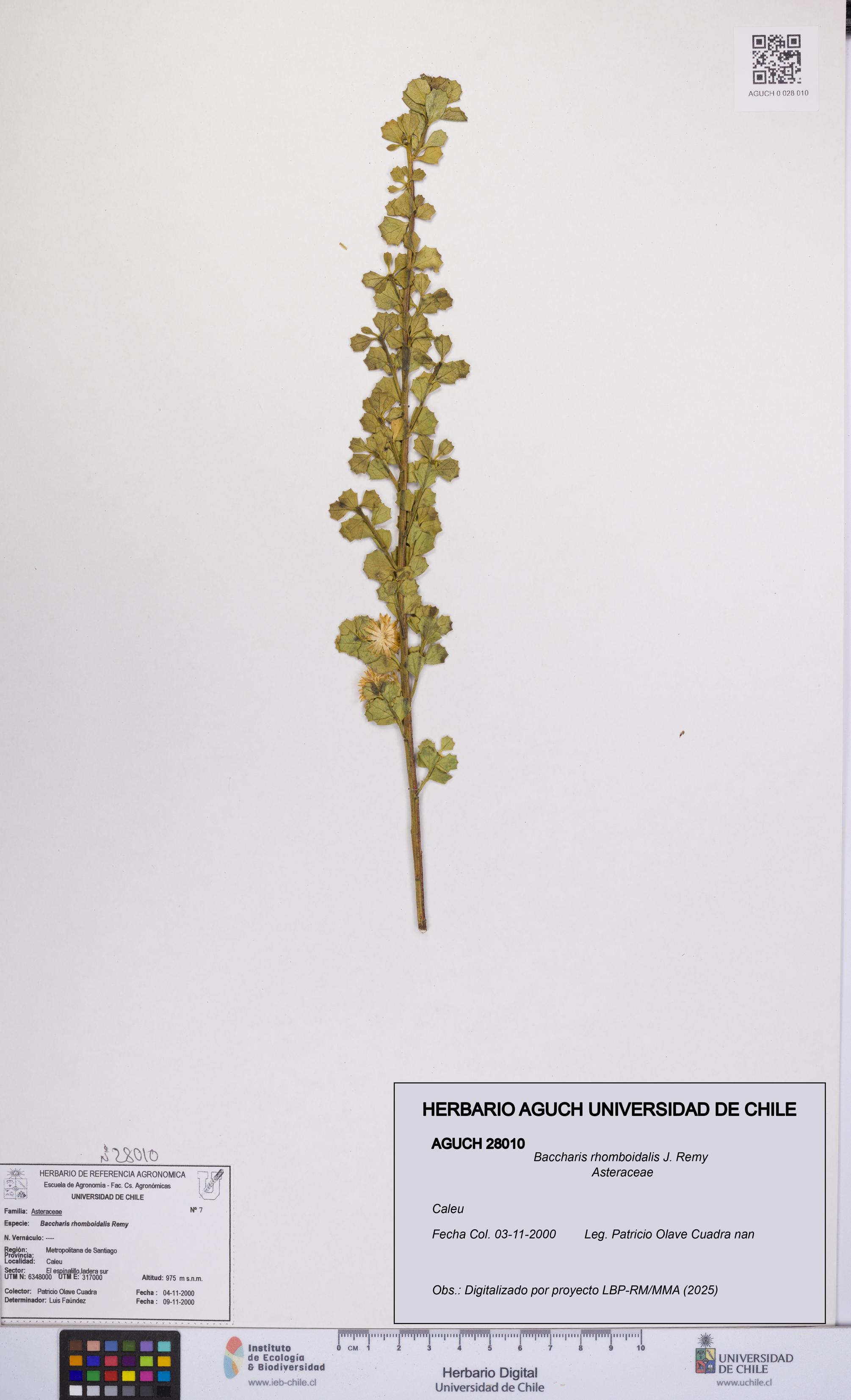 Baccharis rhomboidalis [Espécimen: UCH:AGUCH:0028010]
