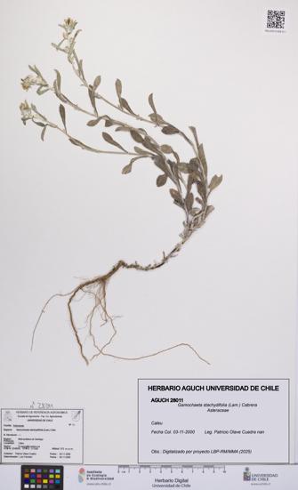 Gamochaeta stachydifolia [Espécimen: UCH:AGUCH:0028011]