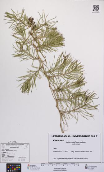 Mutisia rosea [Espécimen: UCH:AGUCH:0028012]