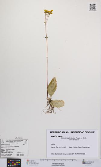 Calceolaria glandulosa [Espécimen: UCH:AGUCH:0028020]