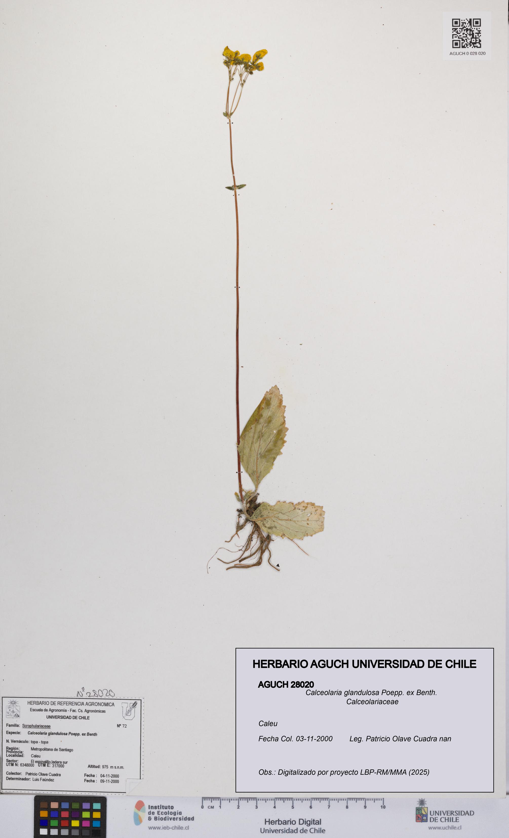 Calceolaria glandulosa [Espécimen: UCH:AGUCH:0028020]