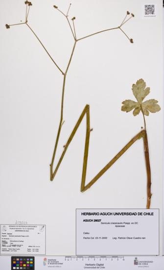 Sanicula crassicaulis [Espécimen: UCH:AGUCH:0028027]