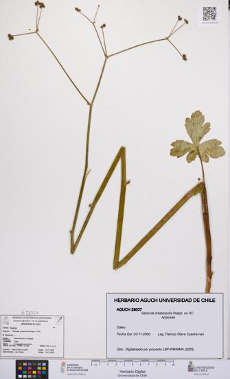Sanicula crassicaulis [Espécimen: UCH:AGUCH:0028027]