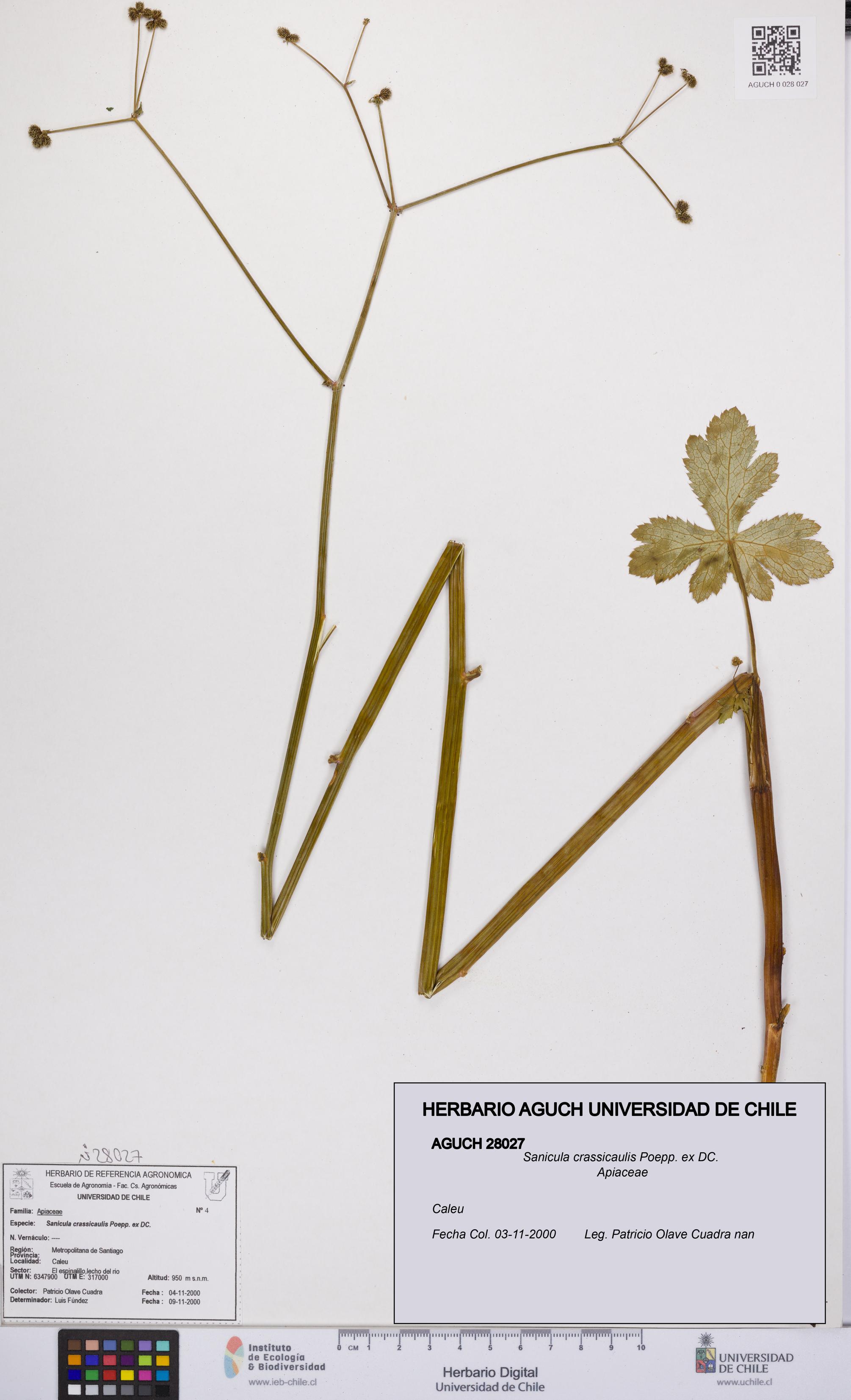 Sanicula crassicaulis [Espécimen: UCH:AGUCH:0028027]