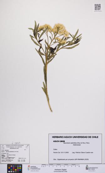 Baccharis salicifolia [Espécimen: UCH:AGUCH:0028029]