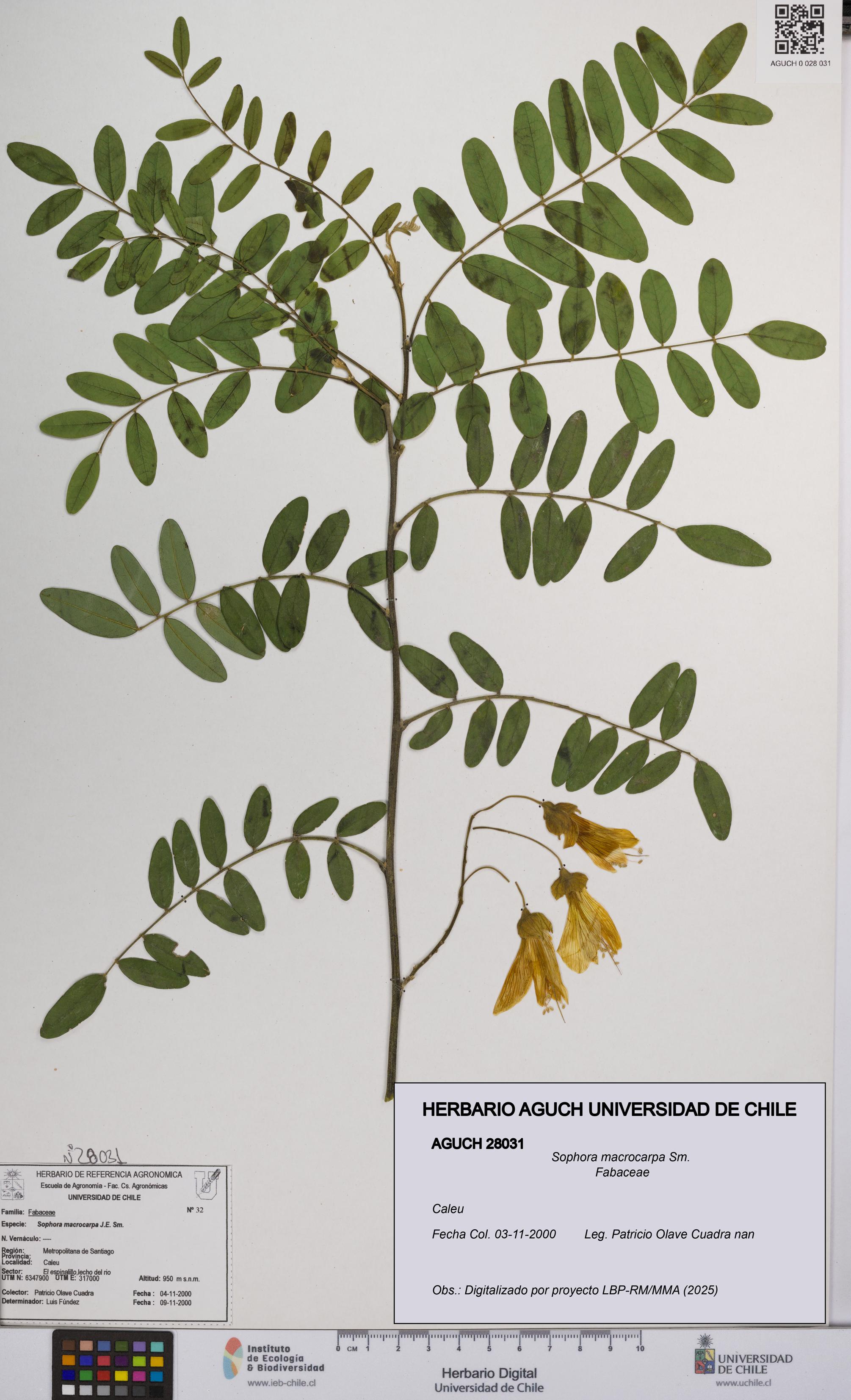Sophora macrocarpa [Espécimen: UCH:AGUCH:0028031]