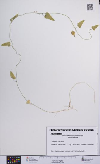 Dioscorea aristolochiifolia [Espécimen: UCH:AGUCH:0028058]