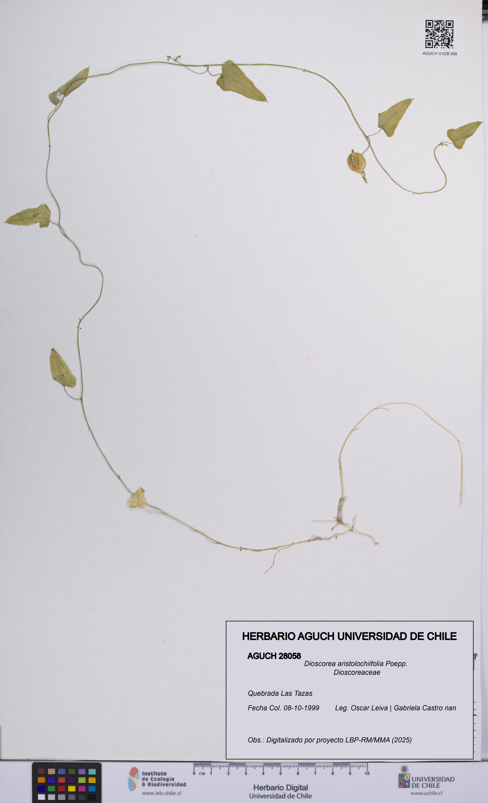 Dioscorea aristolochiifolia [Espécimen: UCH:AGUCH:0028058]