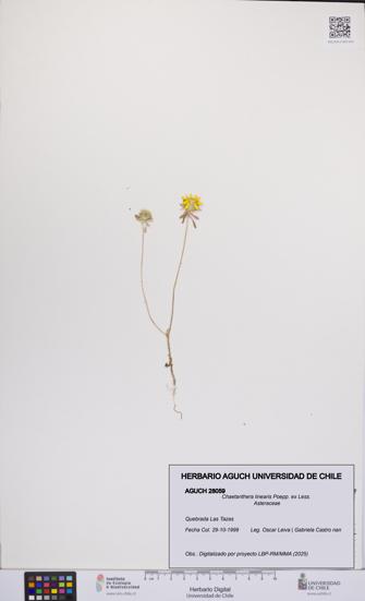 Chaetanthera linearis [Espécimen: UCH:AGUCH:0028059]