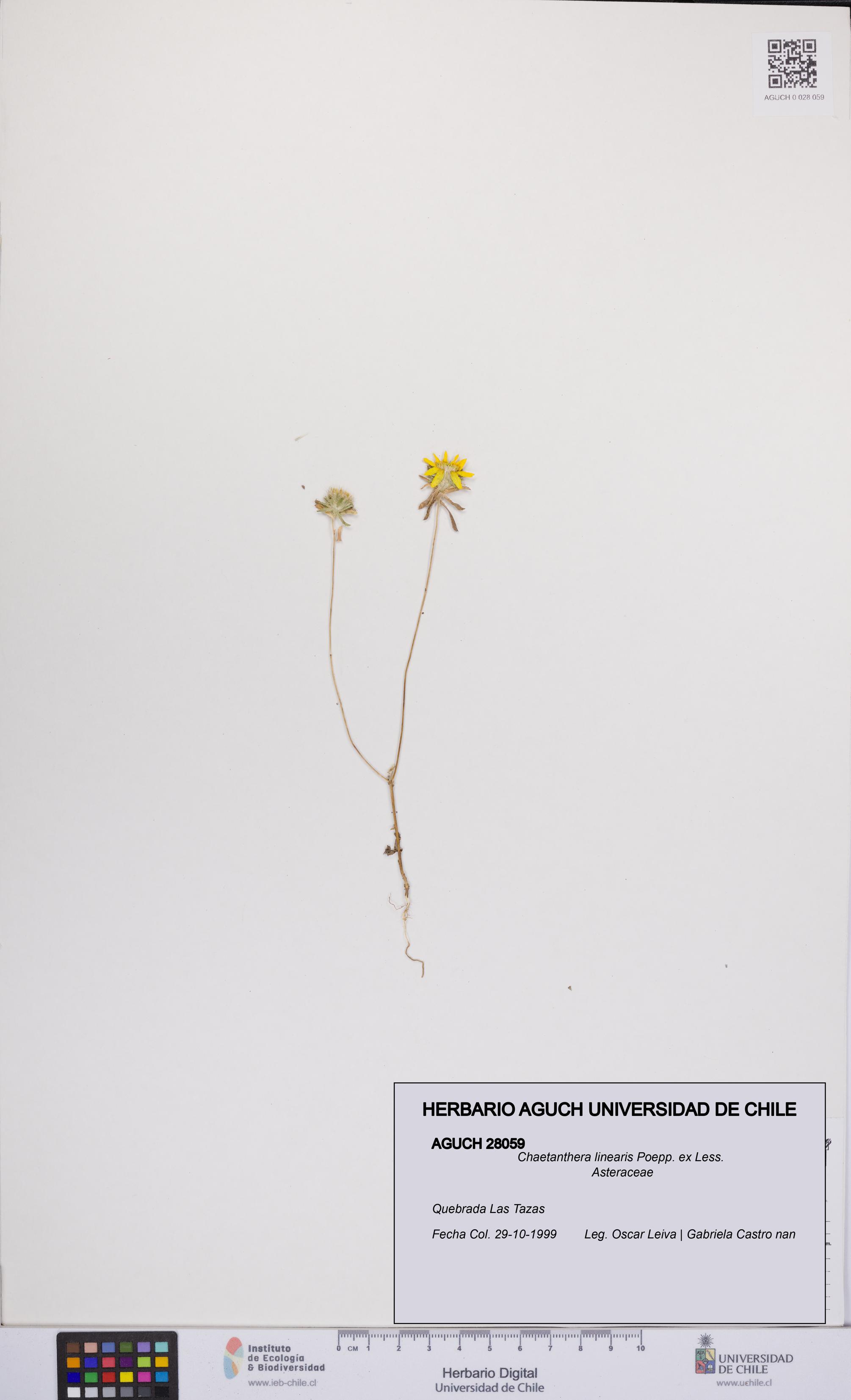 Chaetanthera linearis [Espécimen: UCH:AGUCH:0028059]
