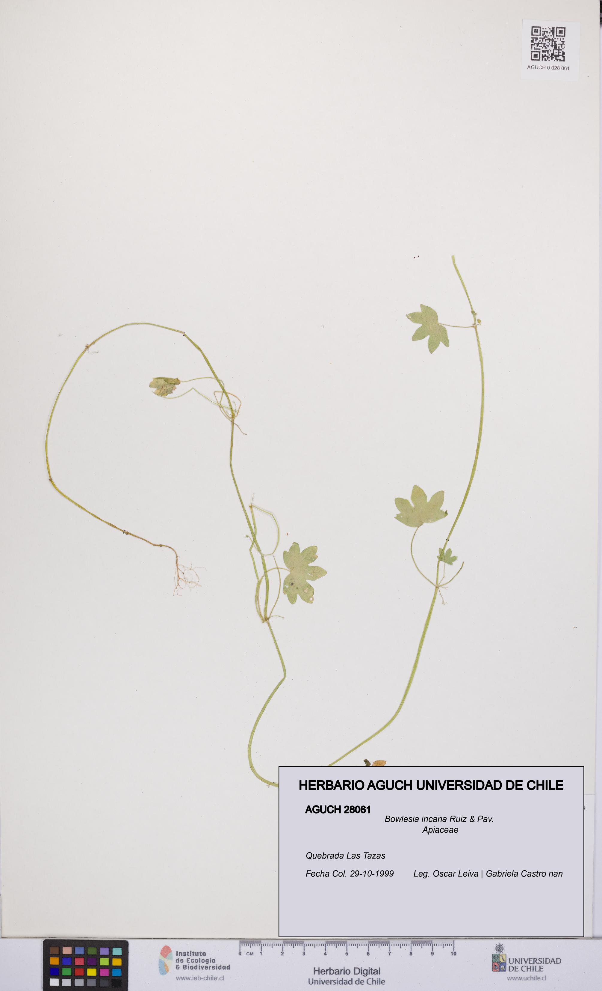 Bowlesia incana [Espécimen: UCH:AGUCH:0028061]