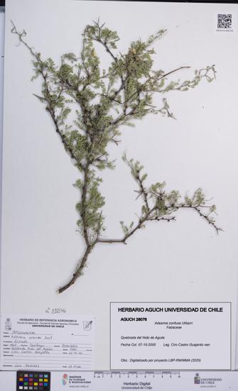 Adesmia confusa [Espécimen: UCH:AGUCH:0028076]