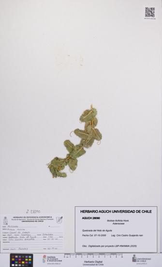 Mutisia ilicifolia [Espécimen: UCH:AGUCH:0028090]
