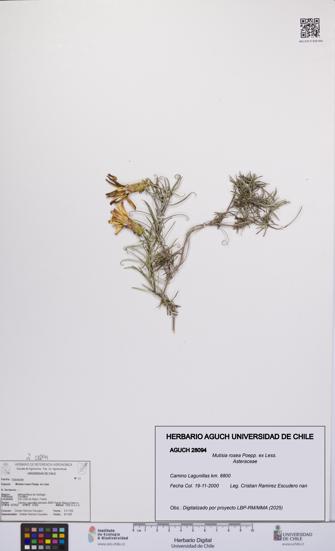 Mutisia rosea [Espécimen: UCH:AGUCH:0028094]