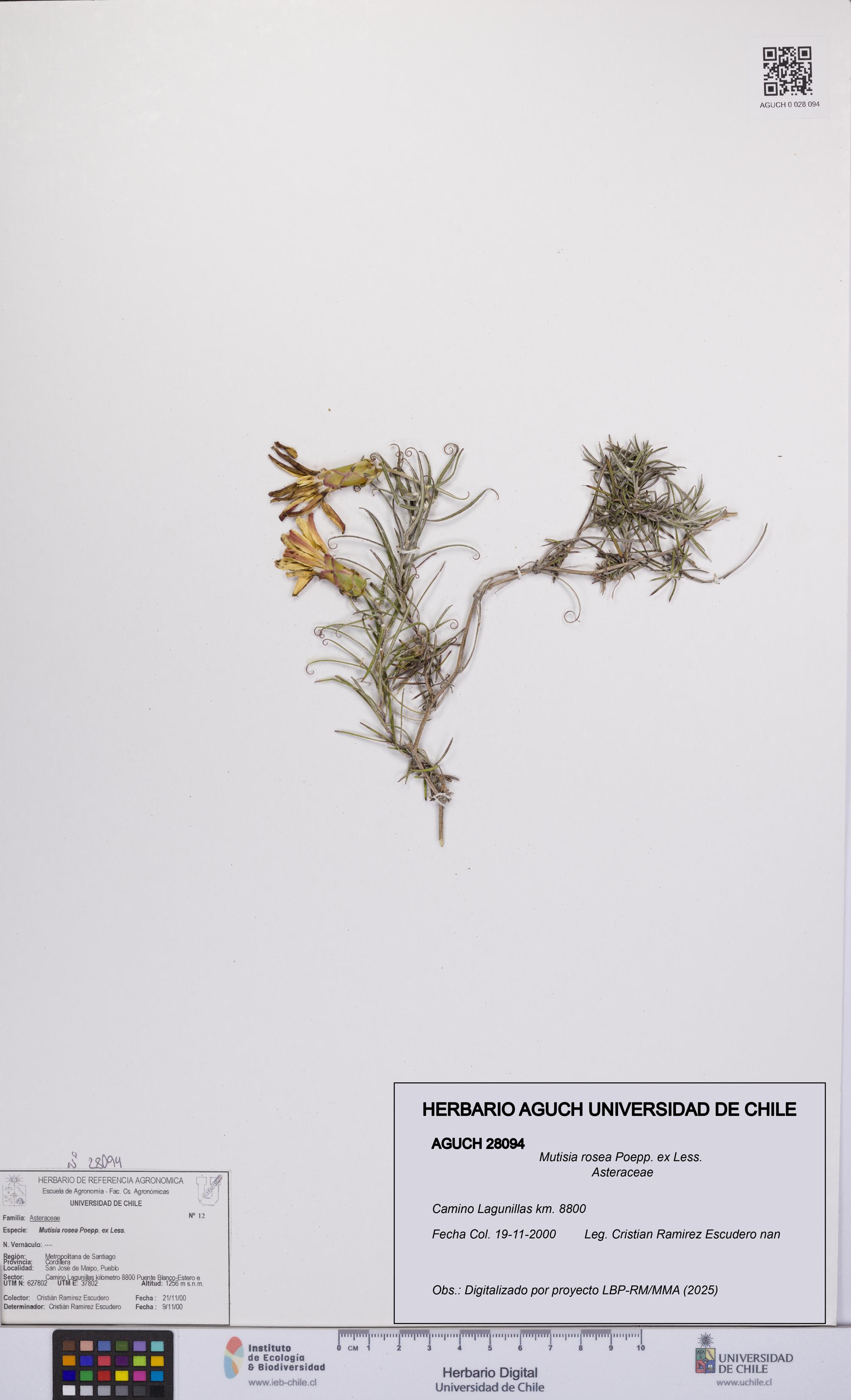 Mutisia rosea [Espécimen: UCH:AGUCH:0028094]