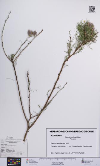 Adesmia confusa [Espécimen: UCH:AGUCH:0028113]