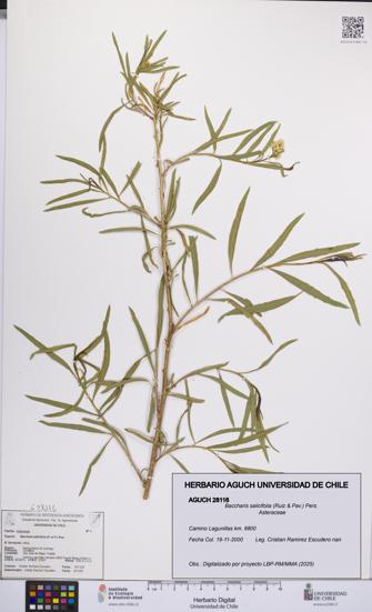 Baccharis salicifolia [Espécimen: UCH:AGUCH:0028116]