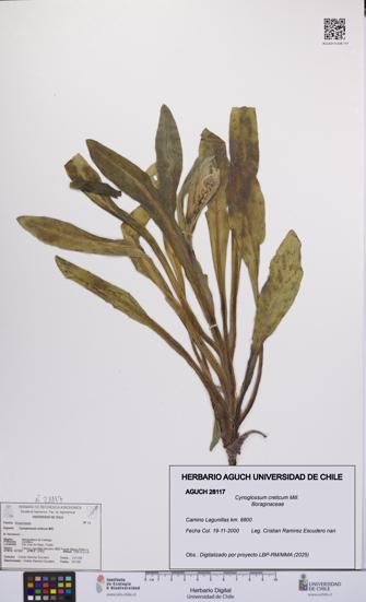 Cynoglossum creticum [Espécimen: UCH:AGUCH:0028117]