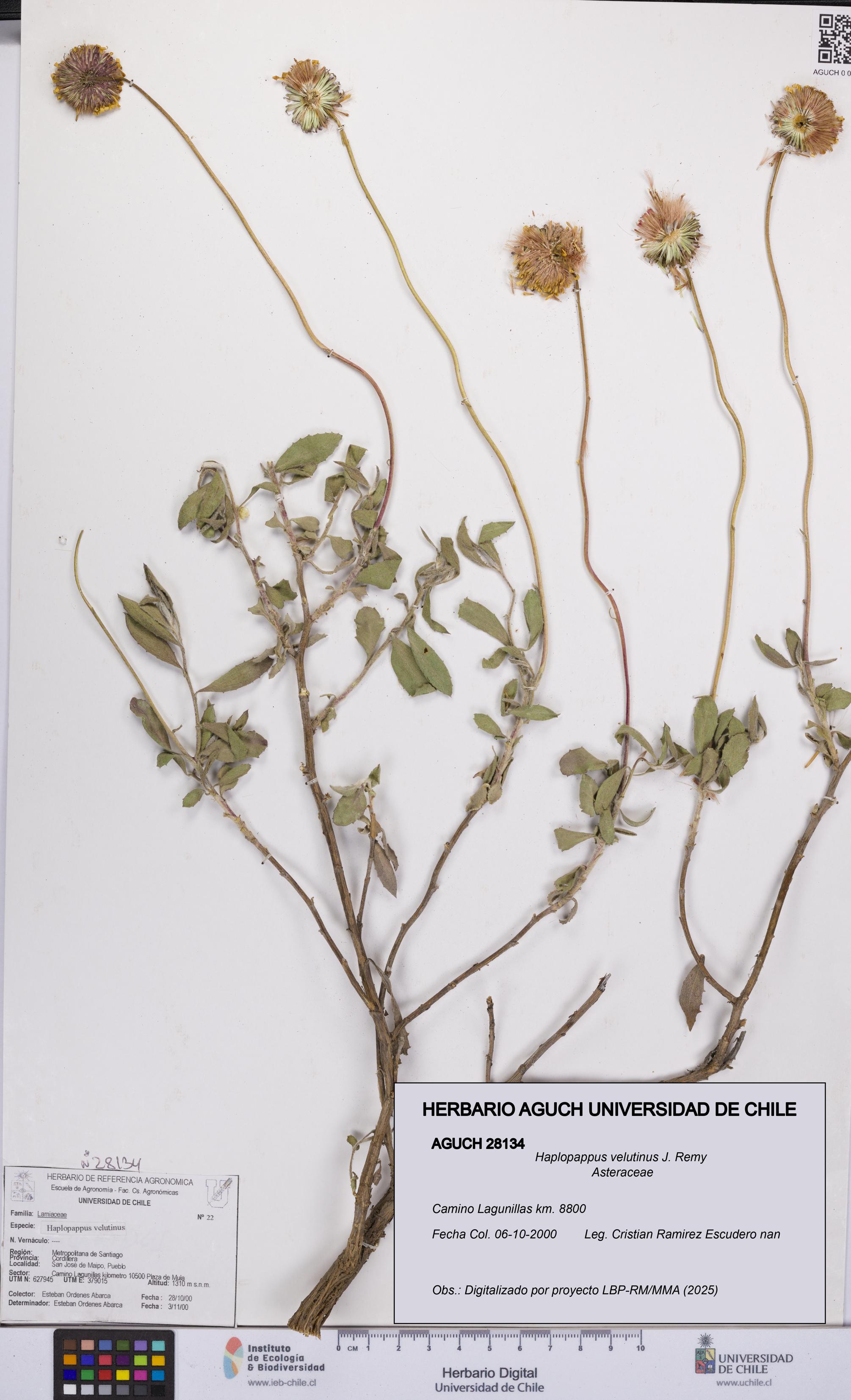 Haplopappus velutinus [Espécimen: UCH:AGUCH:0028134]