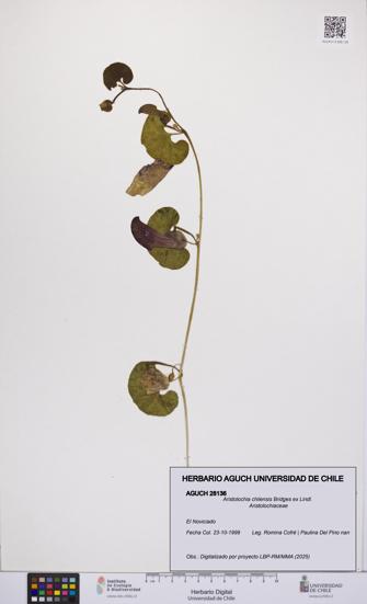 Aristolochia chilensis [Espécimen: UCH:AGUCH:0028136]