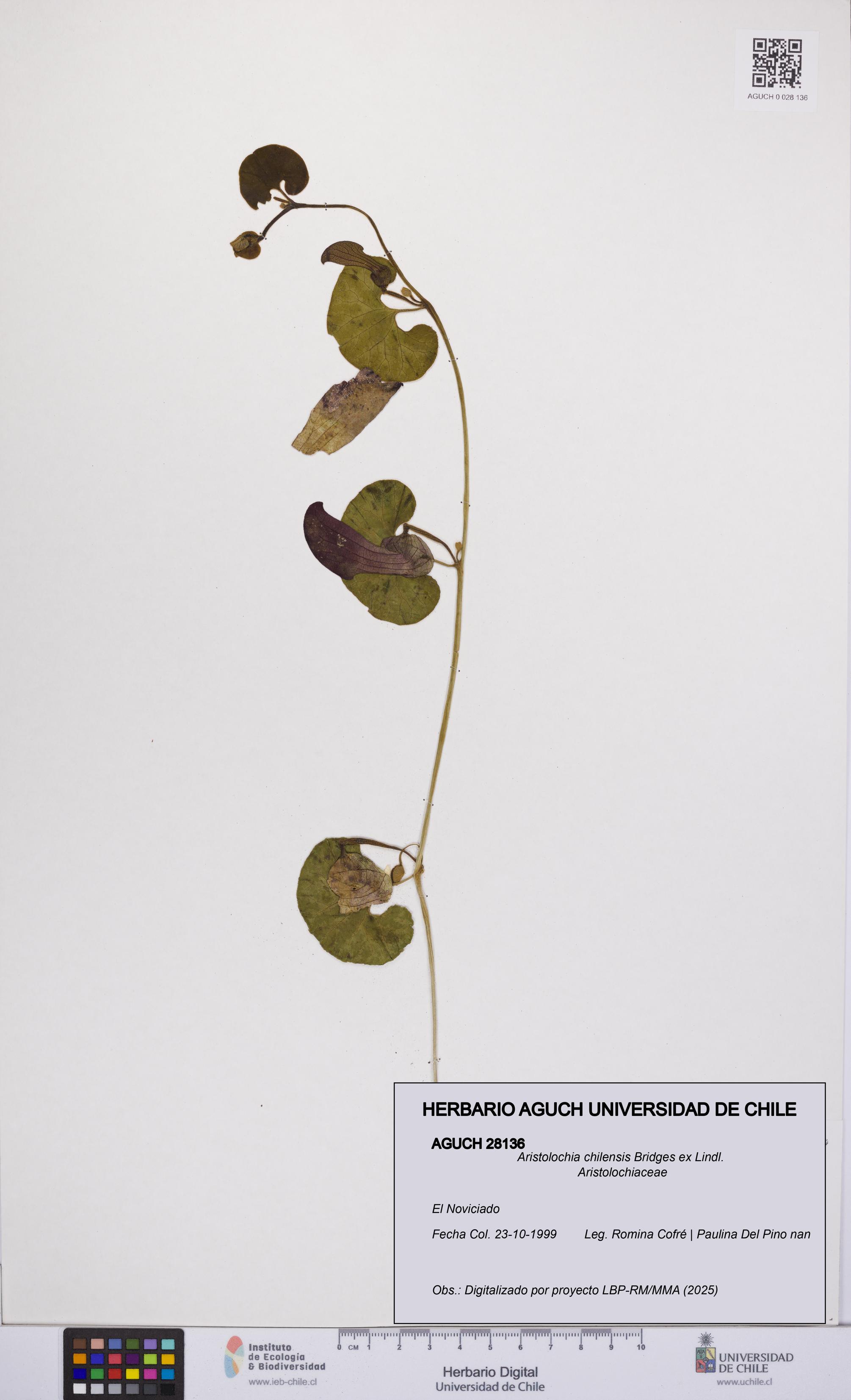Aristolochia chilensis [Espécimen: UCH:AGUCH:0028136]