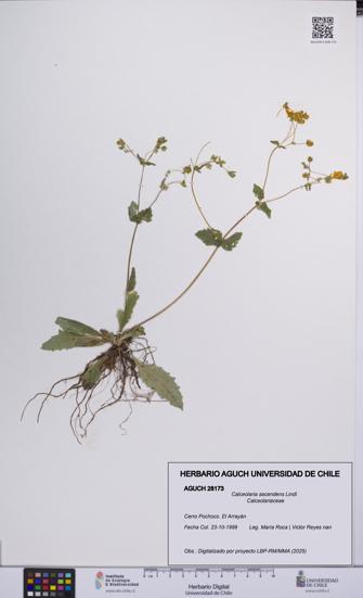 Calceolaria ascendens [Espécimen: UCH:AGUCH:0028173]