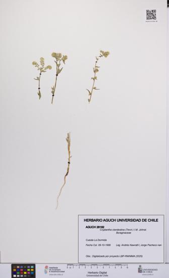 Cryptantha clandestina [Espécimen: UCH:AGUCH:0028182]