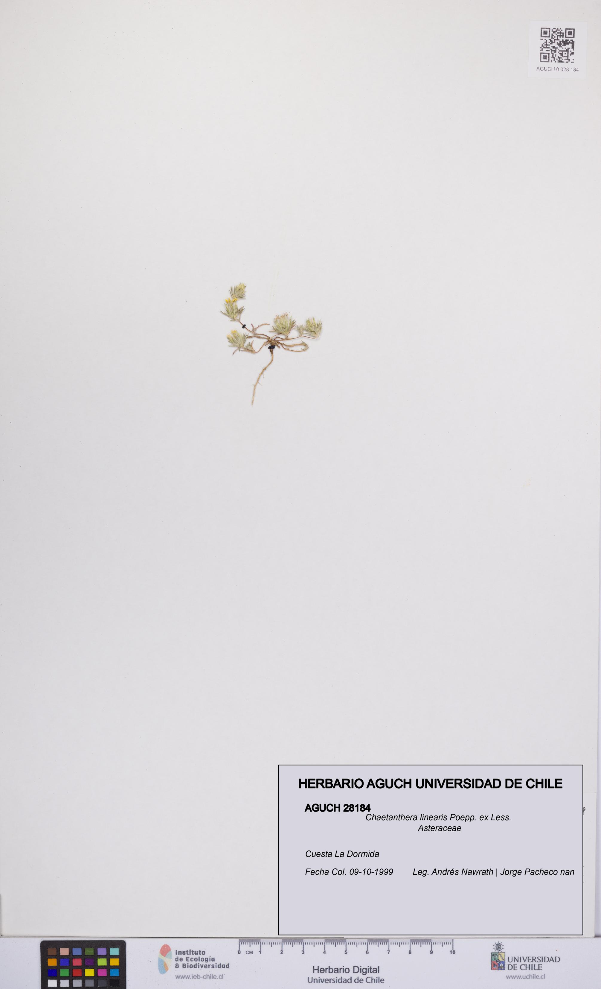 Chaetanthera linearis [Espécimen: UCH:AGUCH:0028184]