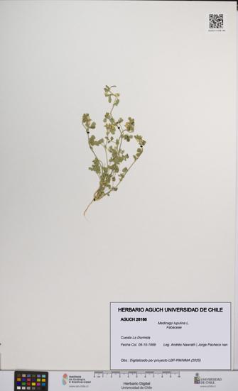 Medicago lupulina [Espécimen: UCH:AGUCH:0028186]