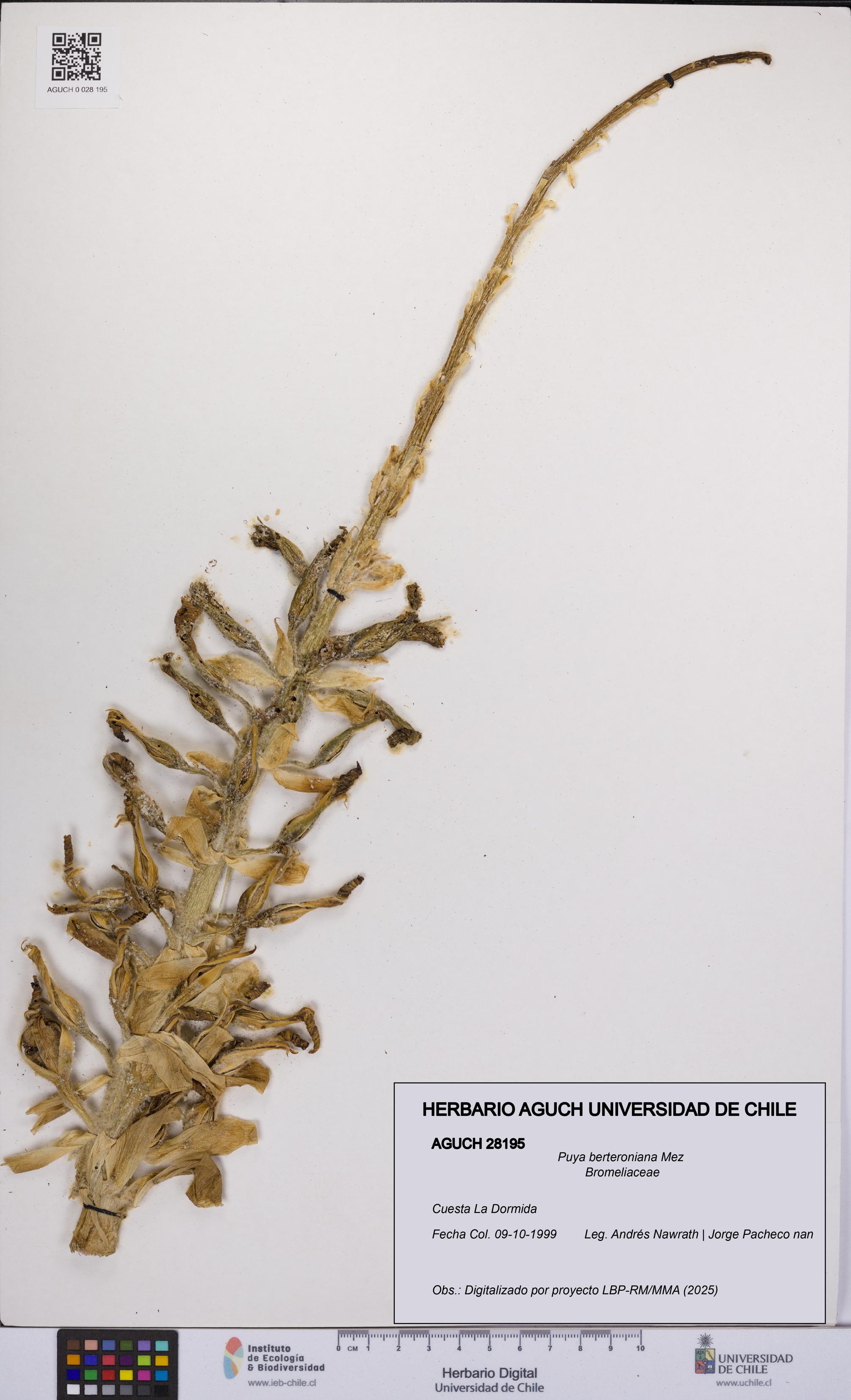 Puya berteroniana [Espécimen: UCH:AGUCH:0028195]