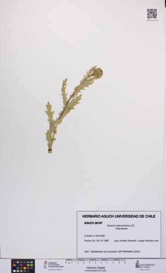 Senecio adenotrichius [Espécimen: UCH:AGUCH:0028197]