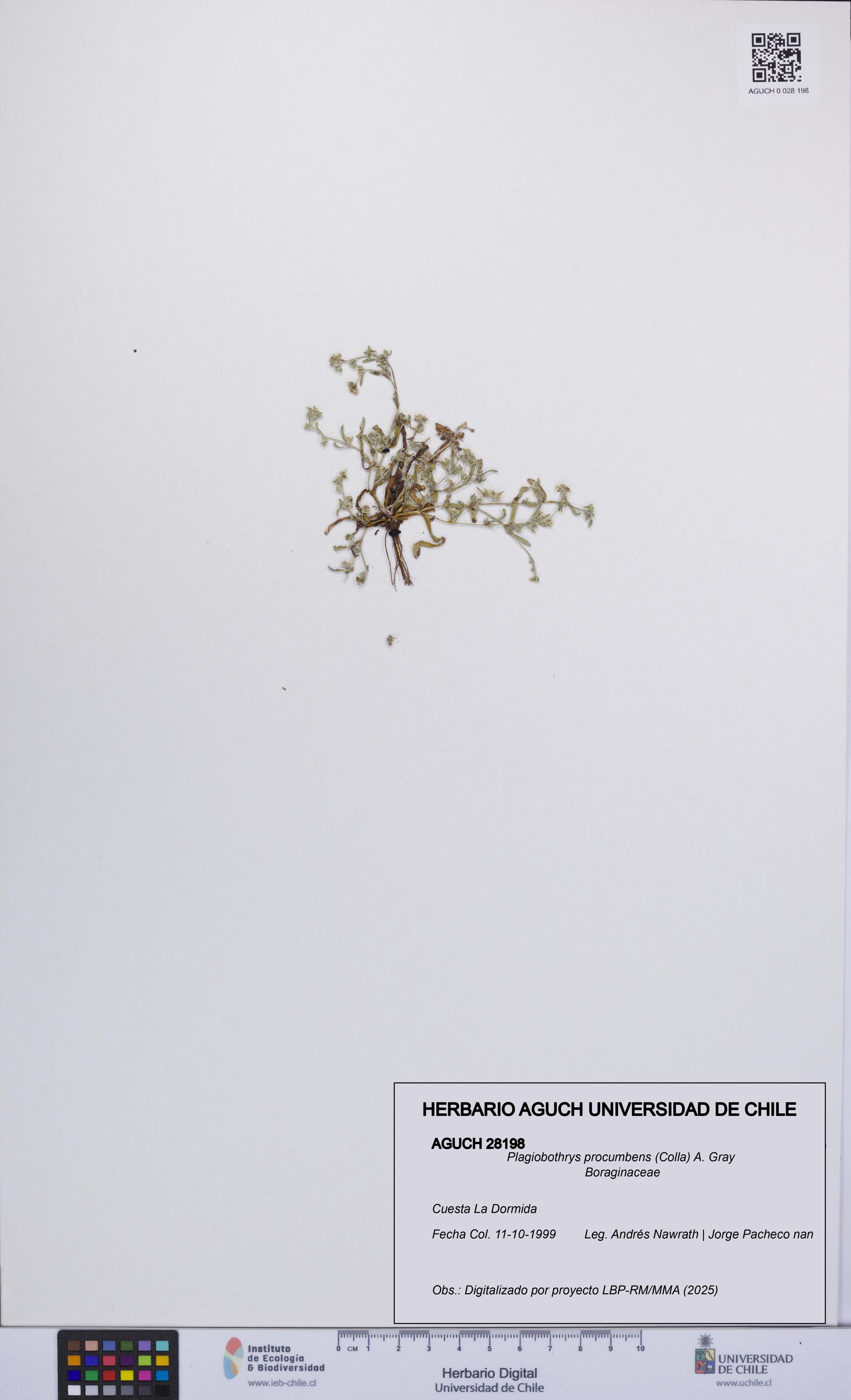 Plagiobothrys procumbens [Espécimen: UCH:AGUCH:0028198]