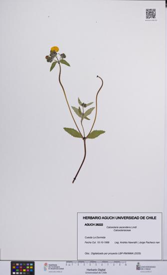 Calceolaria ascendens [Espécimen: UCH:AGUCH:0028222]