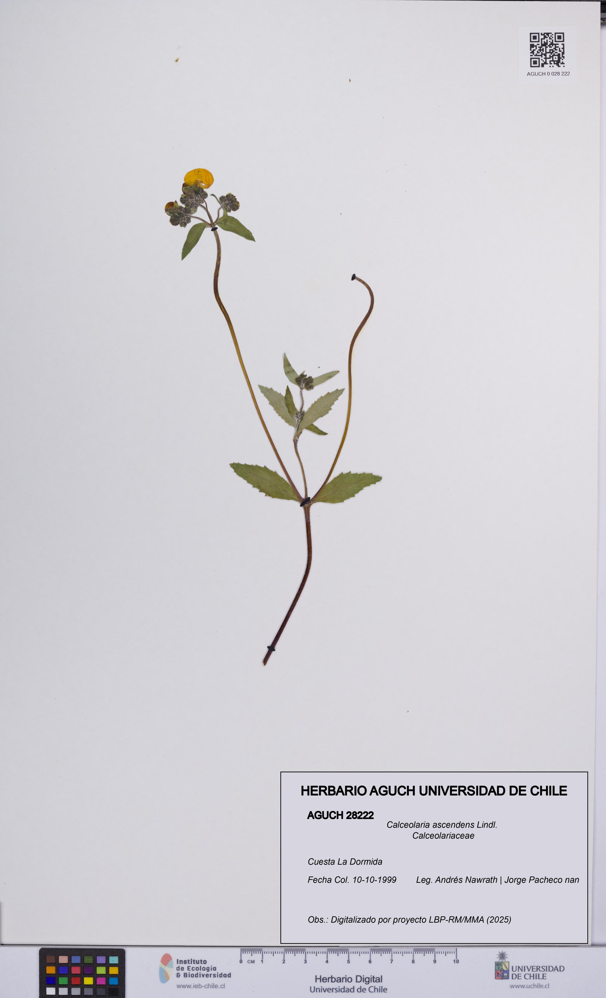 Calceolaria ascendens [Espécimen: UCH:AGUCH:0028222]